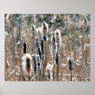 Faded Fluffy Cattails In Spring Nature Poster