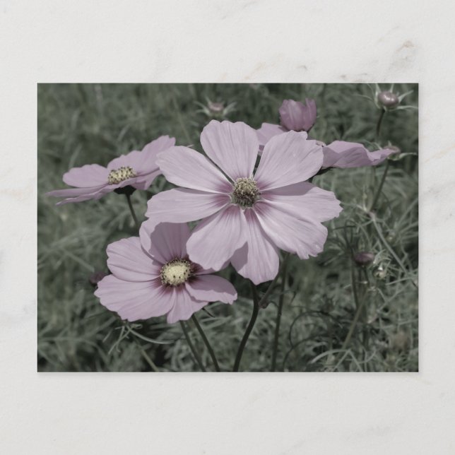 Faded Pink Cosmos Flower Black And White Postcard (Front)