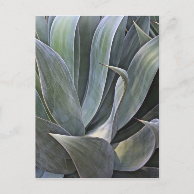 Faded Succulant Detail, 2017 Postcard (Front)