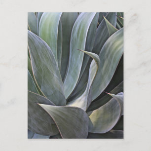 Faded Succulant Detail, 2017 Postcard