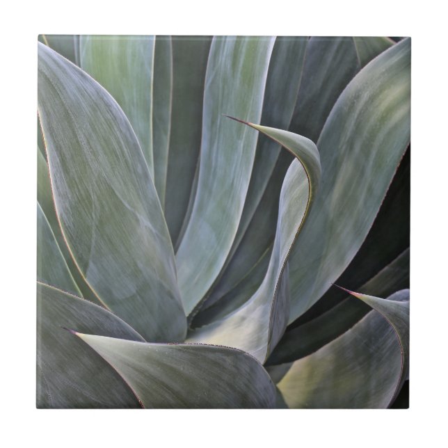 Faded Succulant Detail, 2017 Tile (Front)