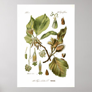 Fagus silvatica (Beech) Poster