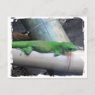 Faire-part Annonces géantes de Gecko de jour du Madagascar