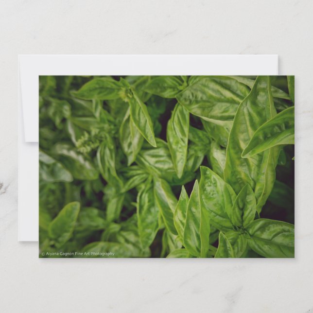 Faire-part Basil Fine Art (Devant)