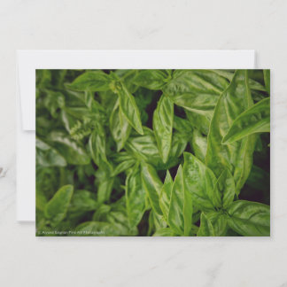 Faire-part Basil Fine Art