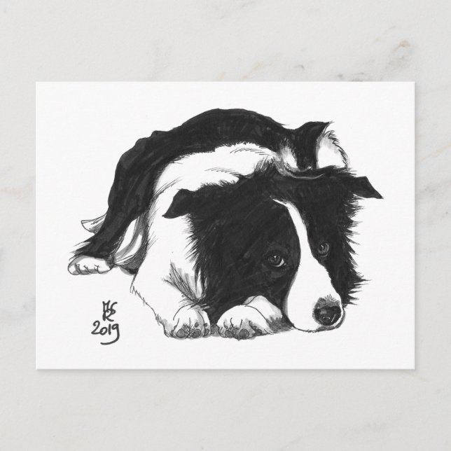 Faire-part Carte postale Border Collie Doggust 2019 (Devant)