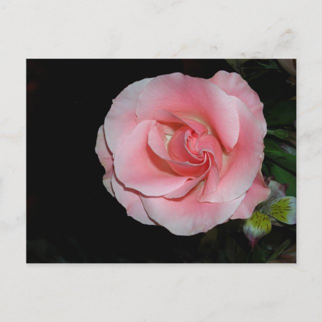 Faire-part Carte postale d'annonce de rose rose (Devant)