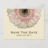 Carte postale de sauvegarde de mariage Gerbera Dai