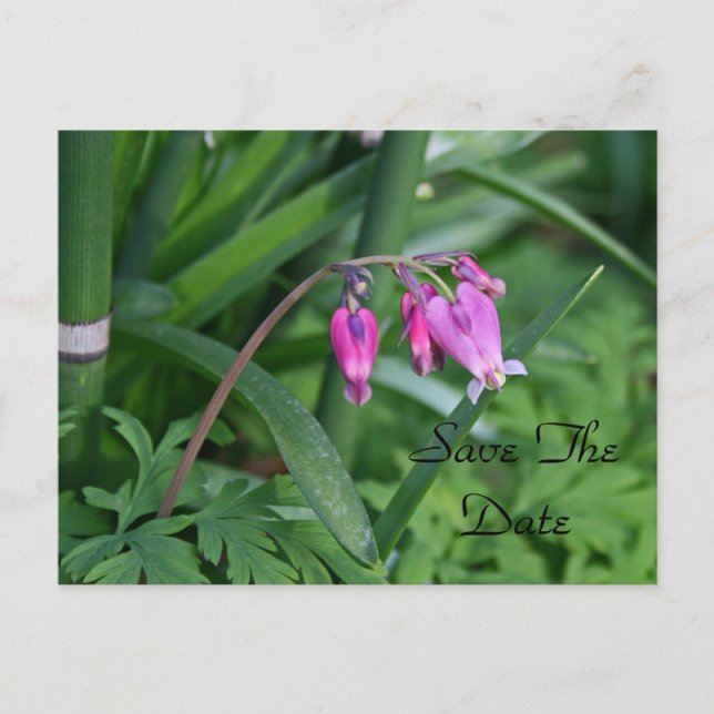 Faire-part Carte postale pour sauver la date (Devant)