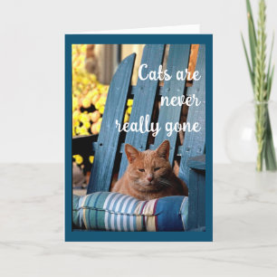 Faire-part Chat Tabby orange sur chaise bleue Sympathie