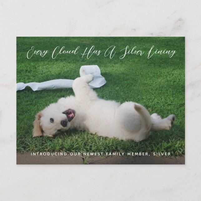Faire-part d'adoption de la photo Silver Linke Pet (Devant)