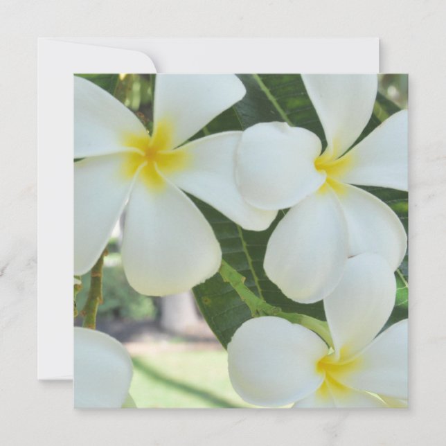 Faire-part de mariage de la Plumeria hawaïenne (Devant)