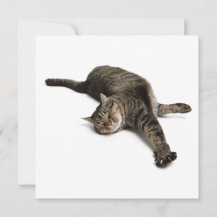 Faire-part Étirement de chats azy