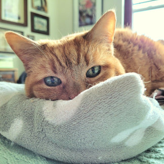 Faire-part Ginger Cat Dit Se Sentir Mieux Bientôt