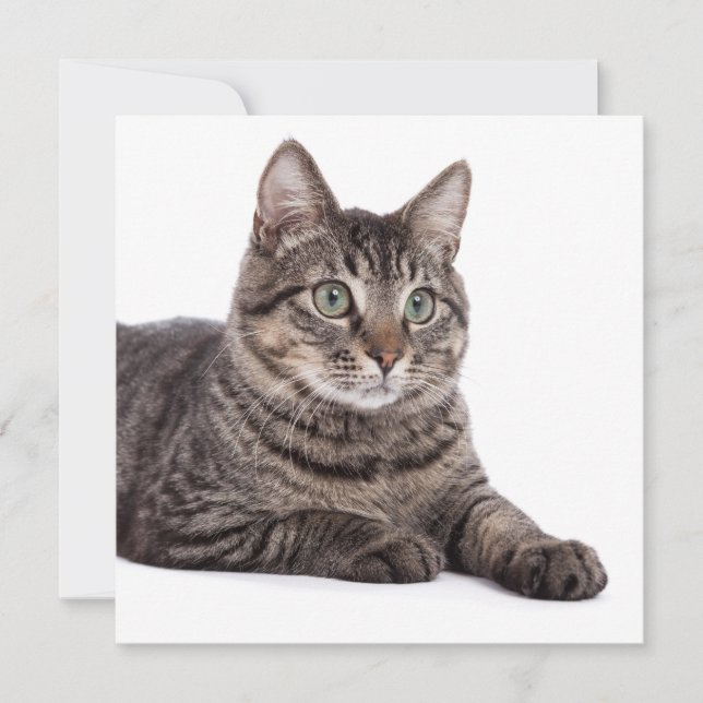 Faire-part Tabby gris (Devant)