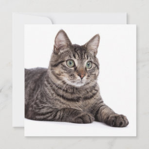 Faire-part Tabby gris