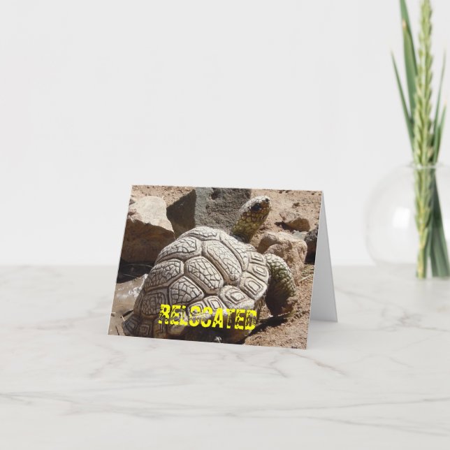 Faire-part Tortue du désert - Changement d'adresse (Devant)