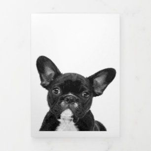 Faire-part Trois Volets Chien adorable Black French Bulldog Face