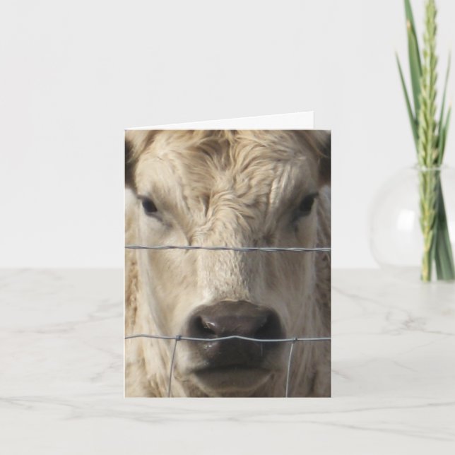 Faire-part Vache blanche - changement d'adresse occidental (Devant)