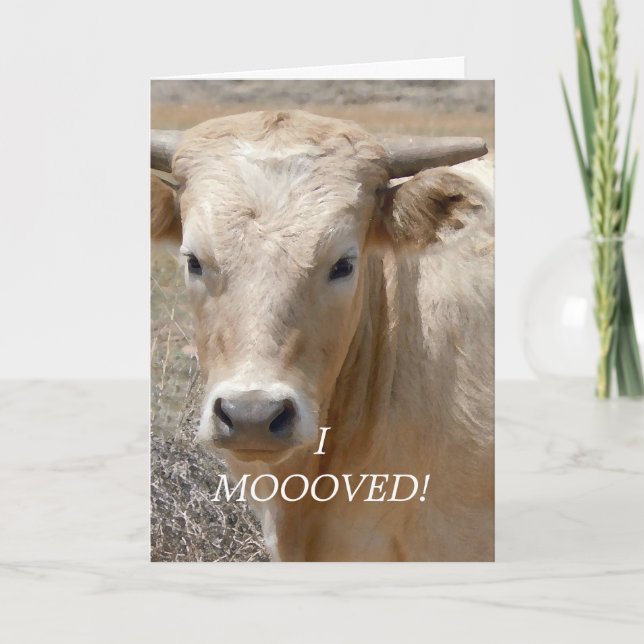 Faire-part Vache blanche du charolais - changement d'adresse (Devant)