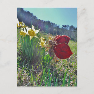 Fairy and yellow flowers postcard