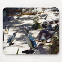 Fairy Penguin Paradise,