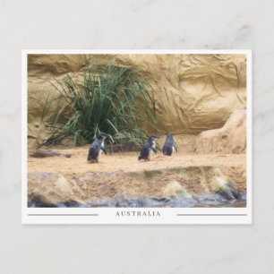 Fairy Penguins – Adorable Australian Wildlife Postcard