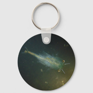 Fairy shrimp keychain