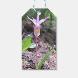 Fairyslipper Orchid Flower Gift Tags