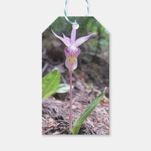 Fairyslipper Orchid Flower Gift Tags (Front)