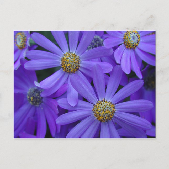 Faisceaux violets - Carte postale #1 (Devant)