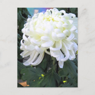 Faisée des fleuristes : Carte postale