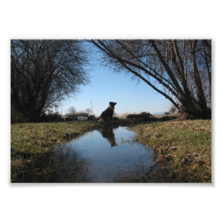 Faithful Farm Dog Photo Print