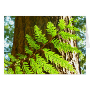 Faits saillants d'un séquoia botanique