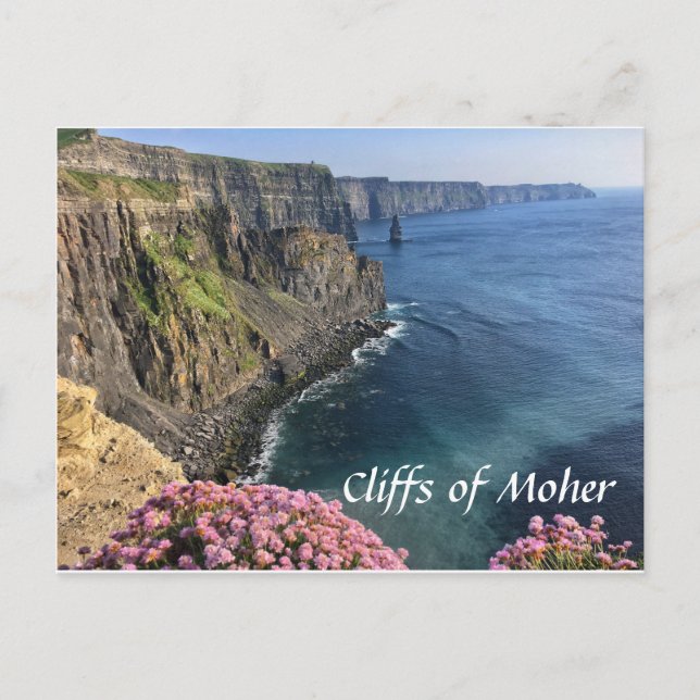Falaises de Moher, Irlande, Fleurs, Carte postale (Devant)
