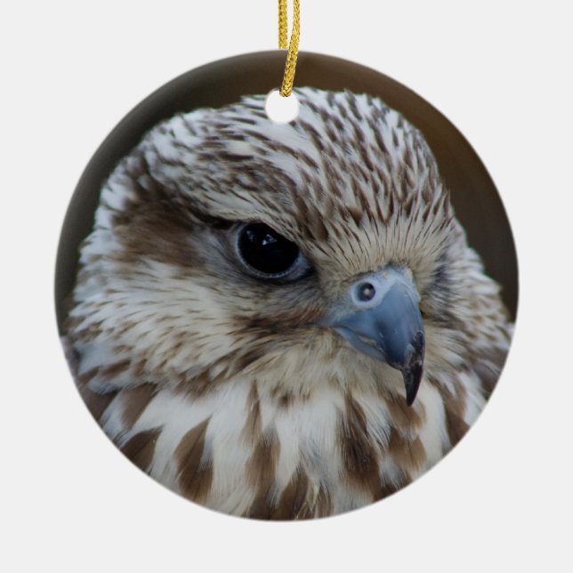 Falco cherrug Portrait Ceramic Ornament (Front)