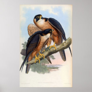 Falco Peregrinator (Shaheen Falcon) Poster