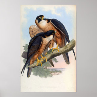 Falco Peregrinator (Shaheen Falcon) Poster