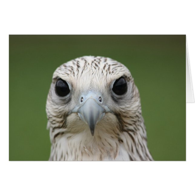 Falcon (Front Horizontal)