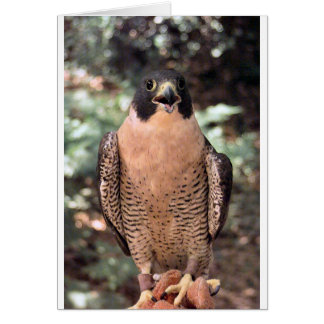 falcon