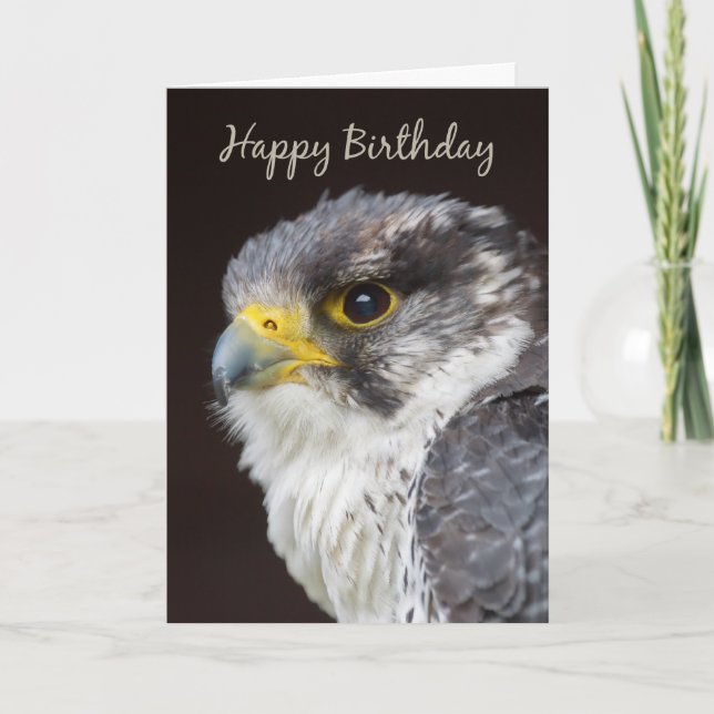 Falcon Birthday Greeting Card - Wild Falcon Bird O (Front)