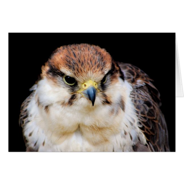 Falcon Card (Front Horizontal)