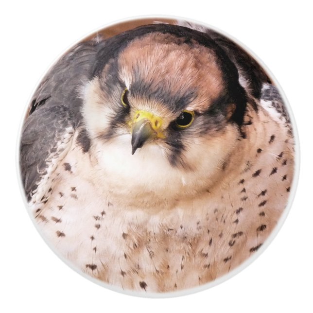 FALCON CERAMIC KNOB (Front)