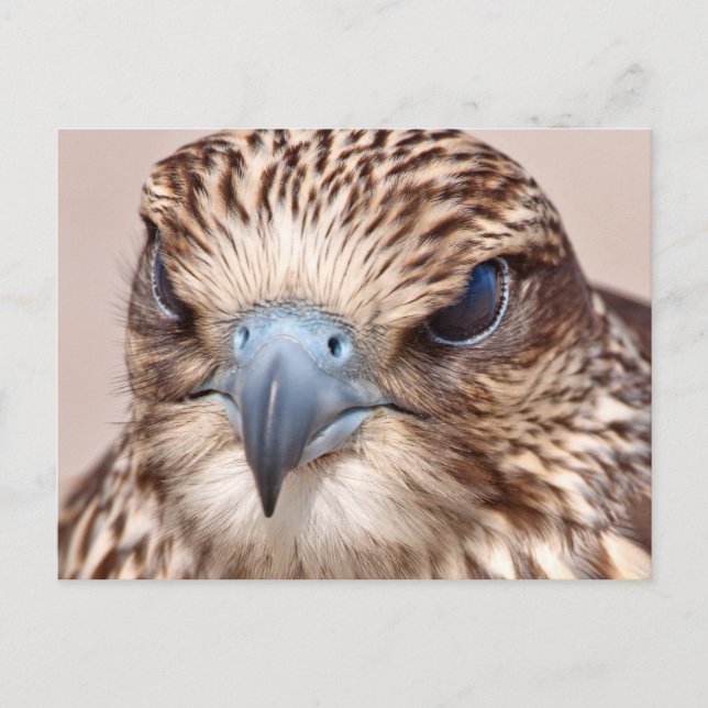 Falcon Close Up Postcard (Front)