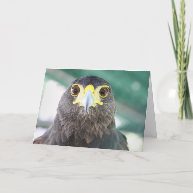Falcon Greeting Card (Front)