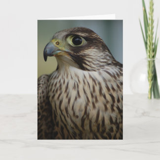 Falcon Head Card