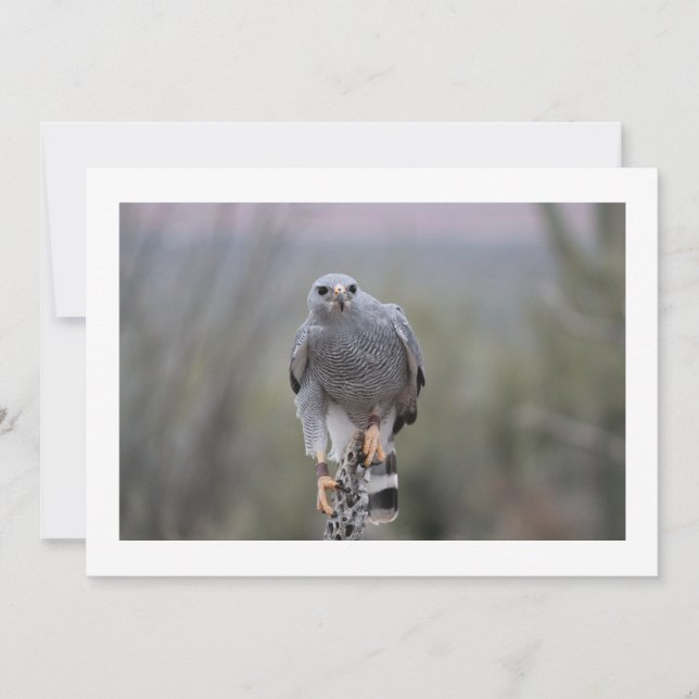 Falcon on Cactus (Front)