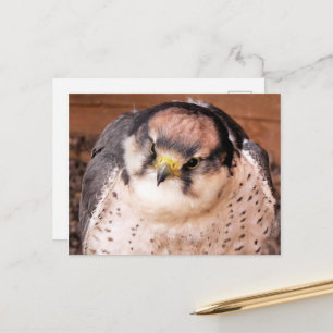 FALCON POSTCARD