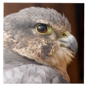 FALCON TILE