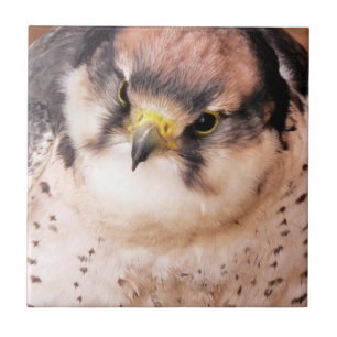 FALCON TILE